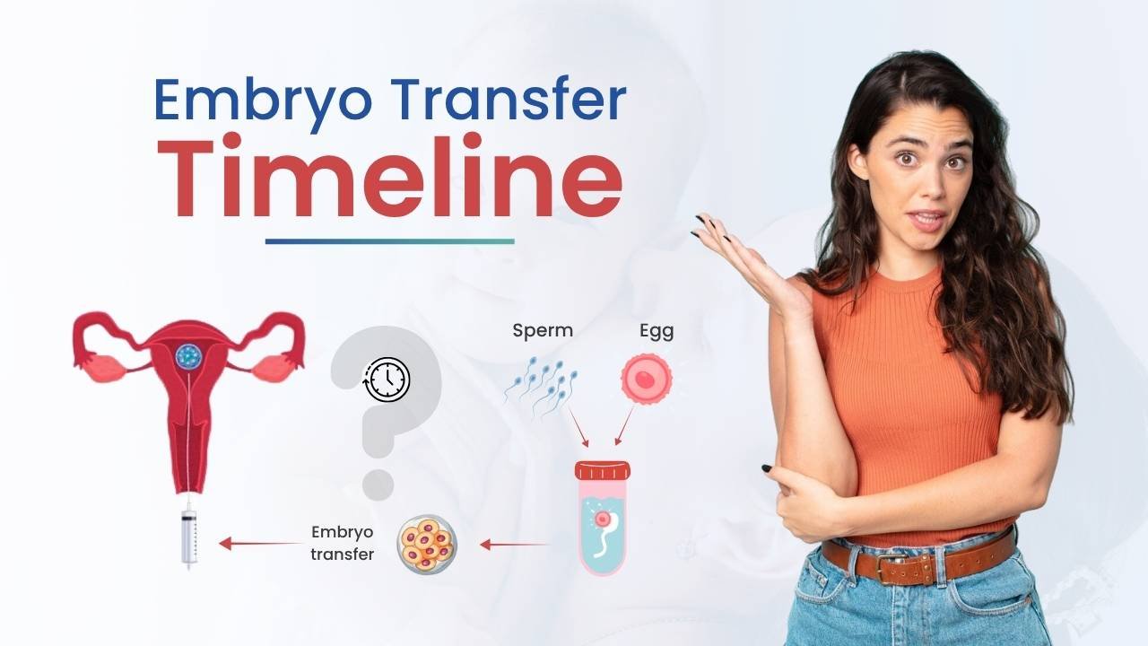 Embryo Transfer Timeline